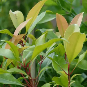 Clove Leaf Essential Oil