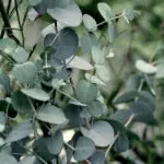 Eucalyptus Globulus Essential Oil