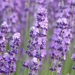Lavender Essential Oil
