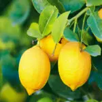 Lemon Essential Oil