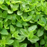 Marjoram Essential Oil