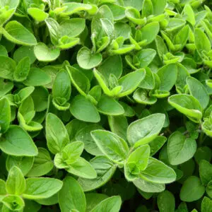 Marjoram Essential Oil