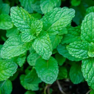 Peppermint Piperita Essential Oil