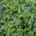 Tea Tree Essential Oil