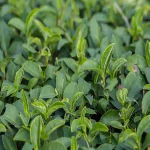 Tea Tree Essential Oil