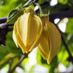Ylang Ylang Essential Oil