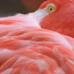 Think Pink Fragrance Oil
