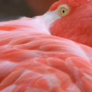 Think Pink Fragrance Oil