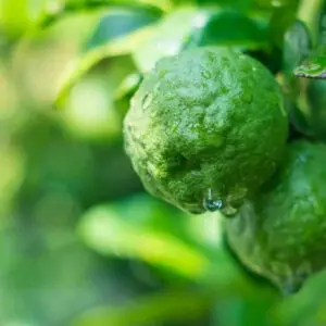 Sicilian Bergamot Fragrance Oil
