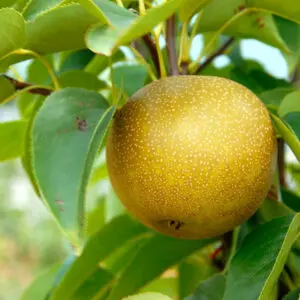 Nashi Pear & Honey Fragrance Oil