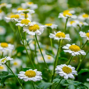 Chamomile Roman Essential Oil