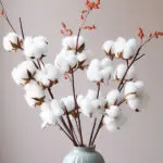 Cotton Blossom Fragrance Oil