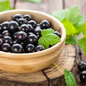 Soothing Blackcurrant Fragrance Oil