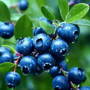 Bumbling Blueberry Fragrance Oil