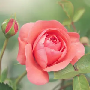 Eastern Rose Fragrance Oil