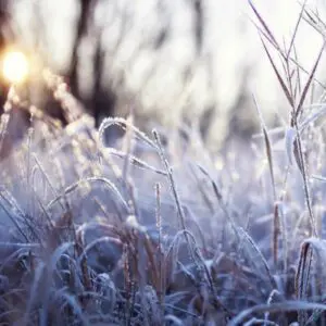 Winter Frost Fragrance Oil
