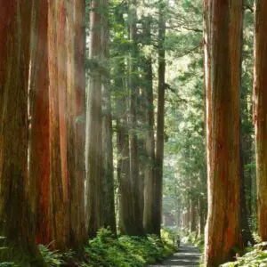 Divine Woods Fragrance Oil