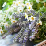 Lavender Dream Fragrance Oil