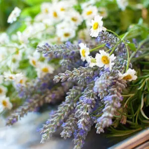 Lavender Dream Fragrance Oil