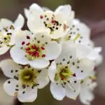 White Blossom Fragrance Oil