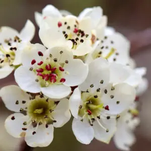 White Blossom Fragrance Oil