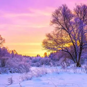 Winter Solstice Fragrance Oil