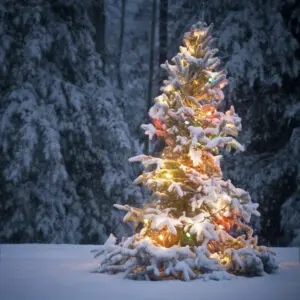 Winter Spruce Fragrance Oil