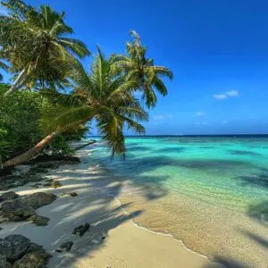 Paradise Island Fragrance Oil
