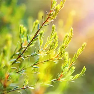 Melaleuca Fragrance Oil