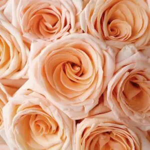 Graceful Fragrance Oil