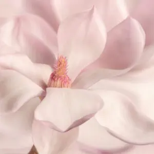 Snow White Fragrance Oil