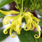 Golden Nectar Fragrance Oil