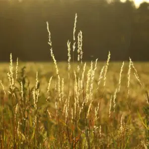 Spring Meadow Fragrance Oil