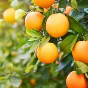 Vitamin C Fragrance Oil