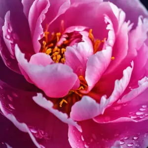 Flower Explosion Fragrance Oil