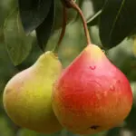 Pear & Jasmine Fragrance Oil