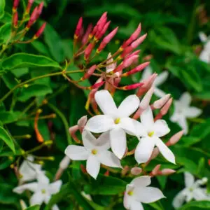 Jasmine Woods Fragrance Oil