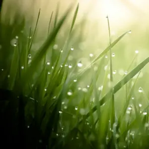 Morning Dew Fragrance Oil