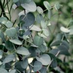 Eucalyptus Globulus Essential Oil
