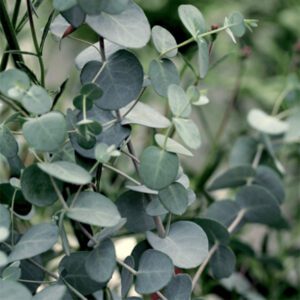 Eucalyptus Globulus Essential Oil