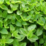 Marjoram Essential Oil