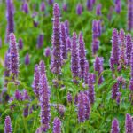 Patchouli Essential Oil