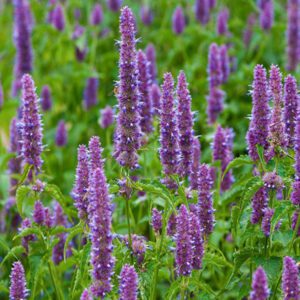 Patchouli Essential Oil