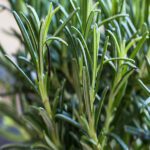 Rosemary Essential Oil