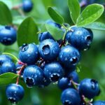 Bumbling Blueberry Fragrance Oil