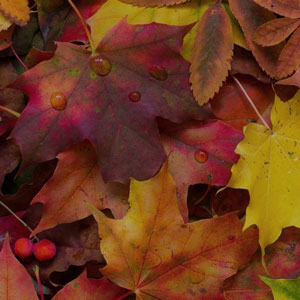 Autumn Fragrances
