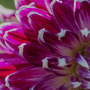 Floral Fragrances