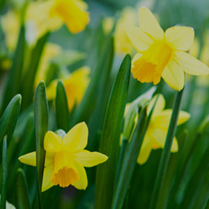 Spring Fragrances