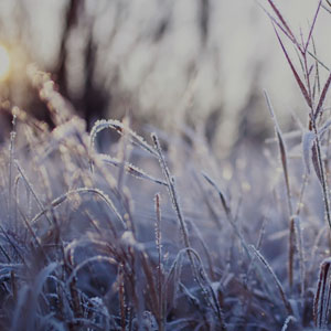 Winter Fragrances