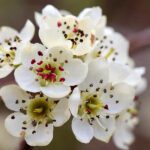 White Blossom Fragrance Oil